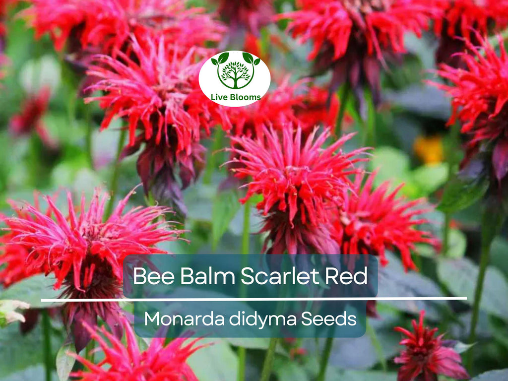 50 Bee Balm Scarlet Red Seeds | Monarda Didyma, Perennial, Hummingbird-Friendly, Non-GMO, Vibrant Red Blooms for Garden