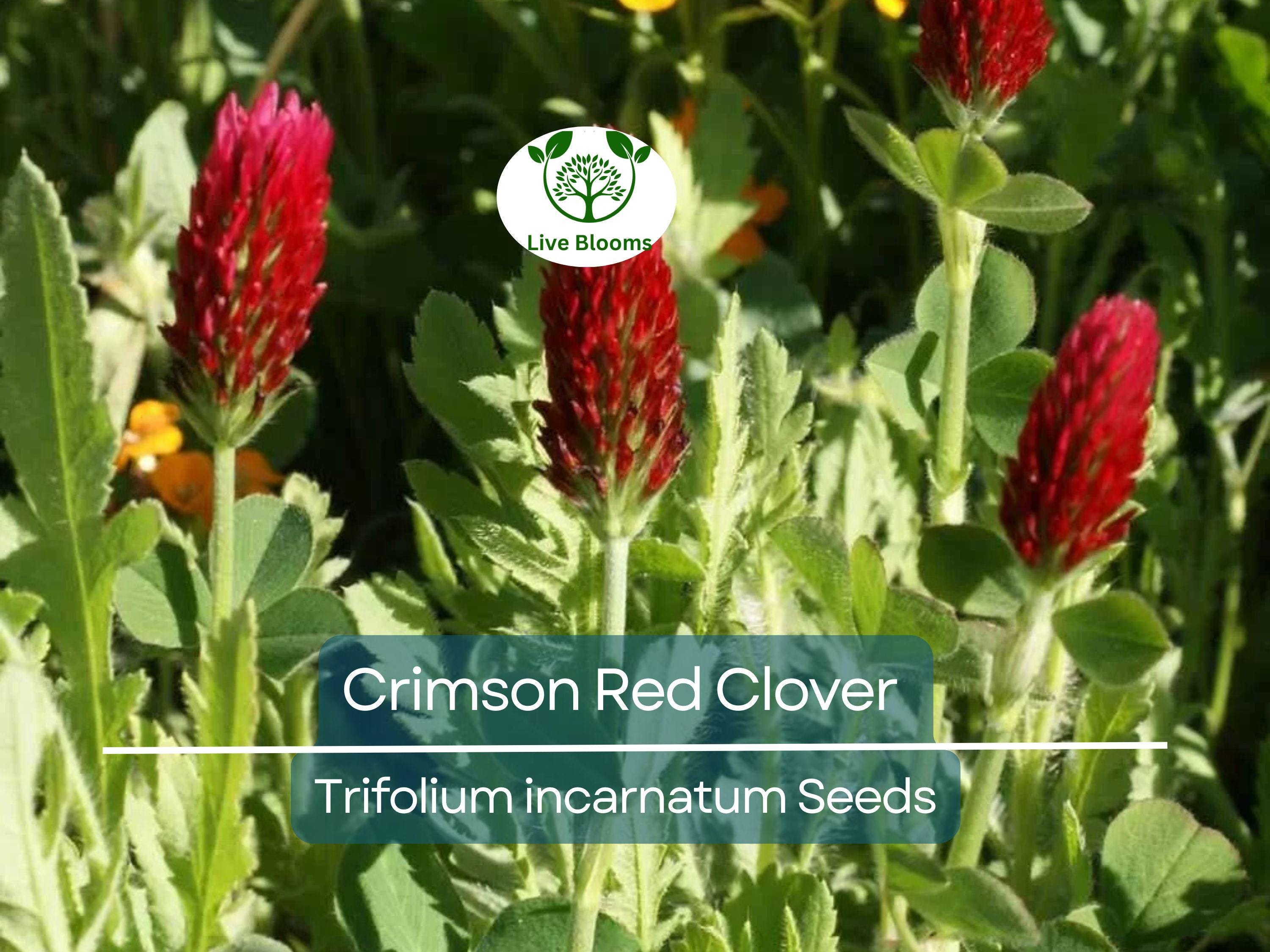 1000 Crimson Red Clover Seeds, Trifolium incarnatum, Non-GMO, Nitrogen Fixing Legume, Pollinator-Friendly, Red Flowers for Garden & Soil