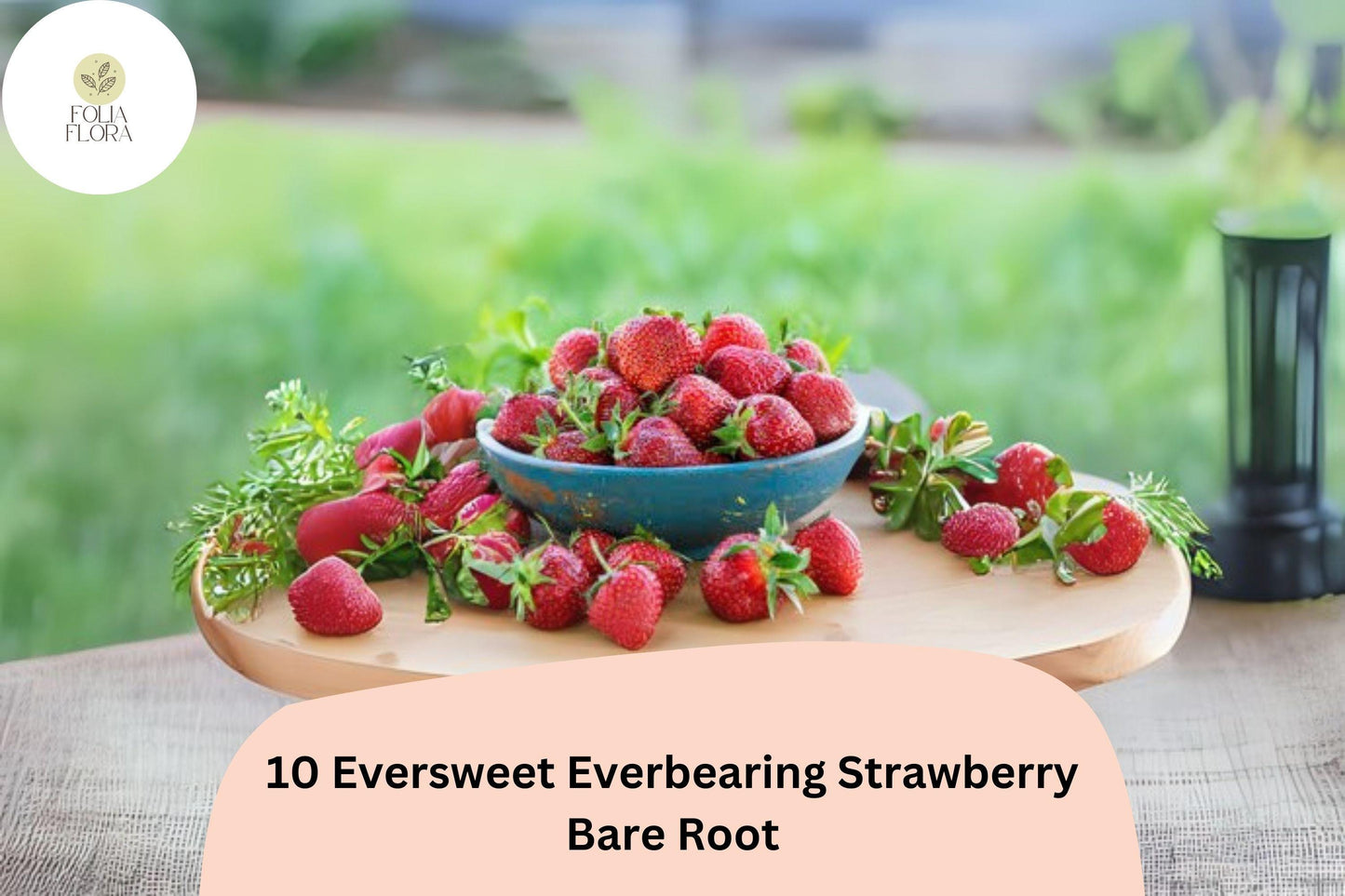 10 Eversweet Everbearing Strawberry Plants | Live Bare Root | Fragaria × ananassa Garden Fruit