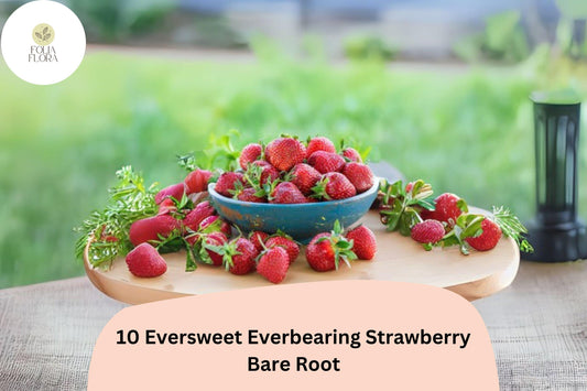 10 Eversweet Everbearing Strawberry Plants | Live Bare Root | Fragaria × ananassa Garden Fruit