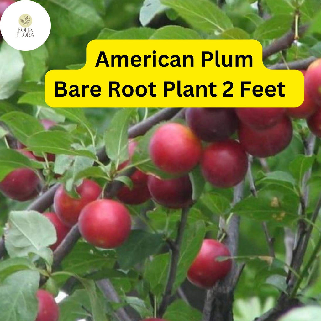 1 American Plum Tree 2ft Tall Live Fruit Tree - Ready to Plant