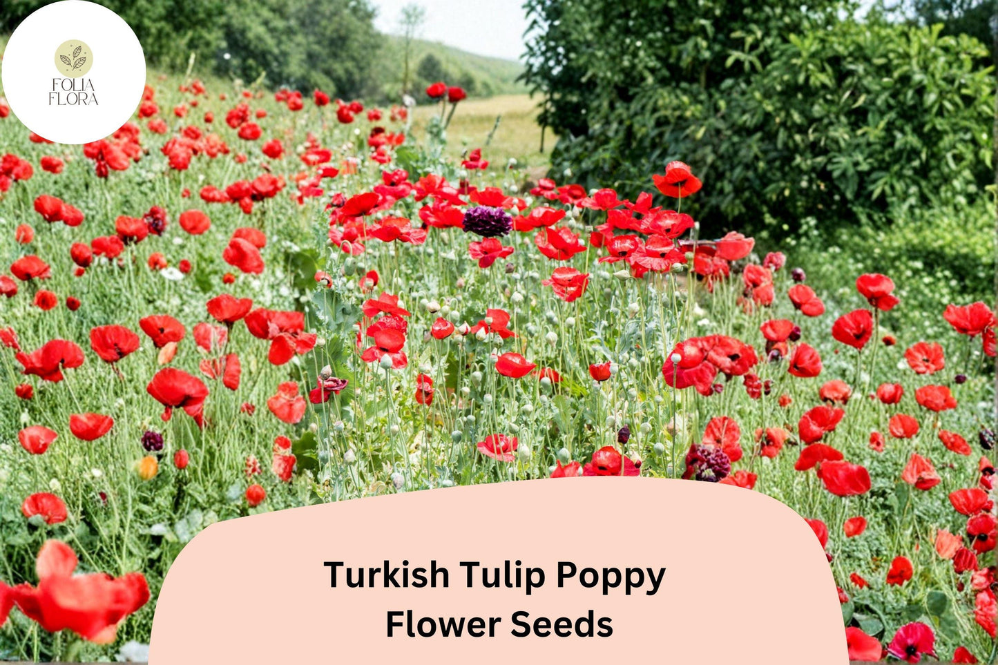 200+ Turkish Tulip Poppy Seeds for Garden Planting – Unique Tulip-Shaped Blooms, Easy to Grow Annual Wildflower