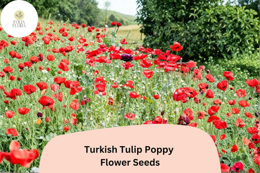 200+ Turkish Tulip Poppy Seeds for Garden Planting – Unique Tulip-Shaped Blooms, Easy to Grow Annual Wildflower