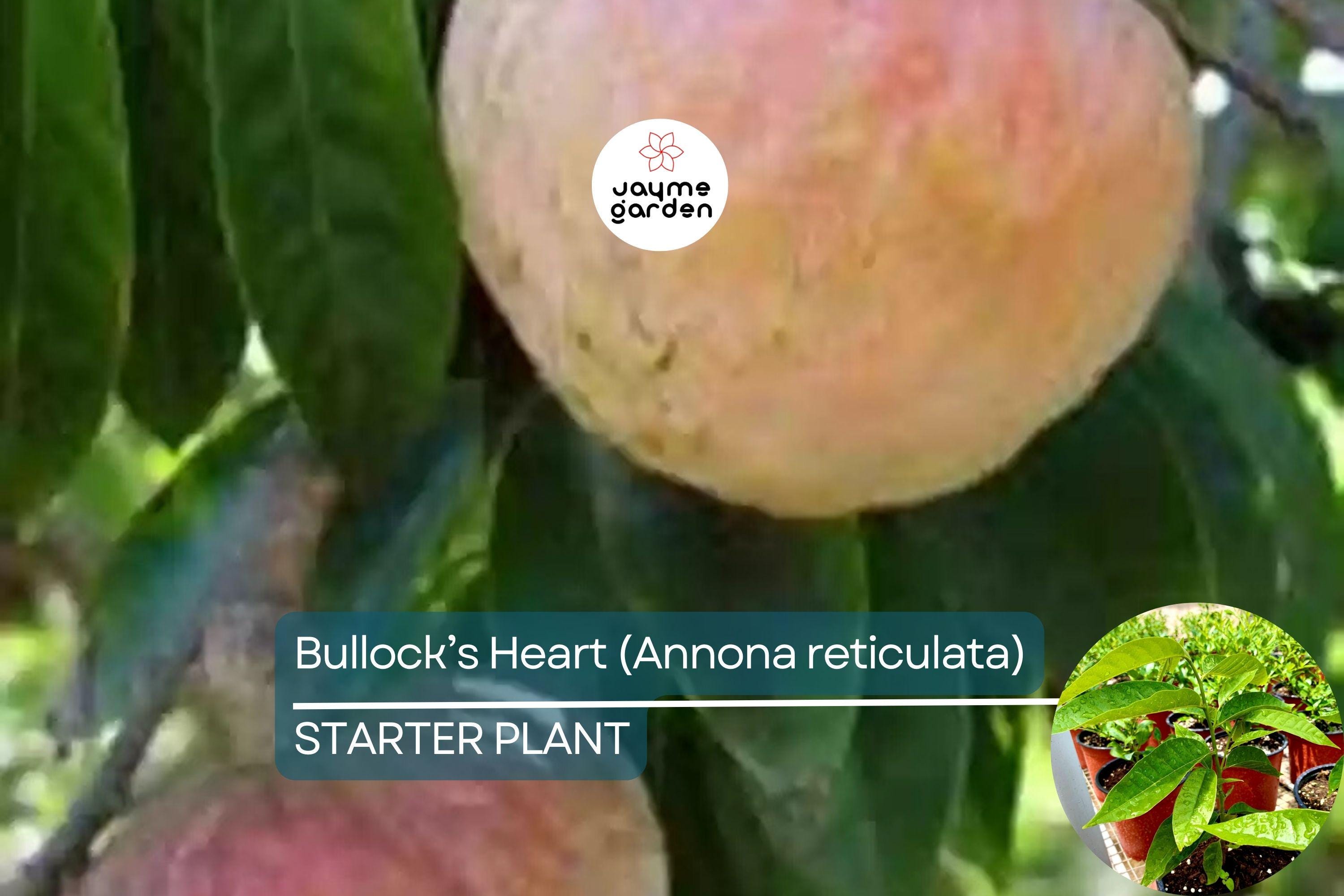 Bullock’s Heart Tree (Annona reticulata) Tropical Fruit Tree 12"-24" Starter | Unique Heart-Shaped Fruit, Sweet & Creamy Flavor
