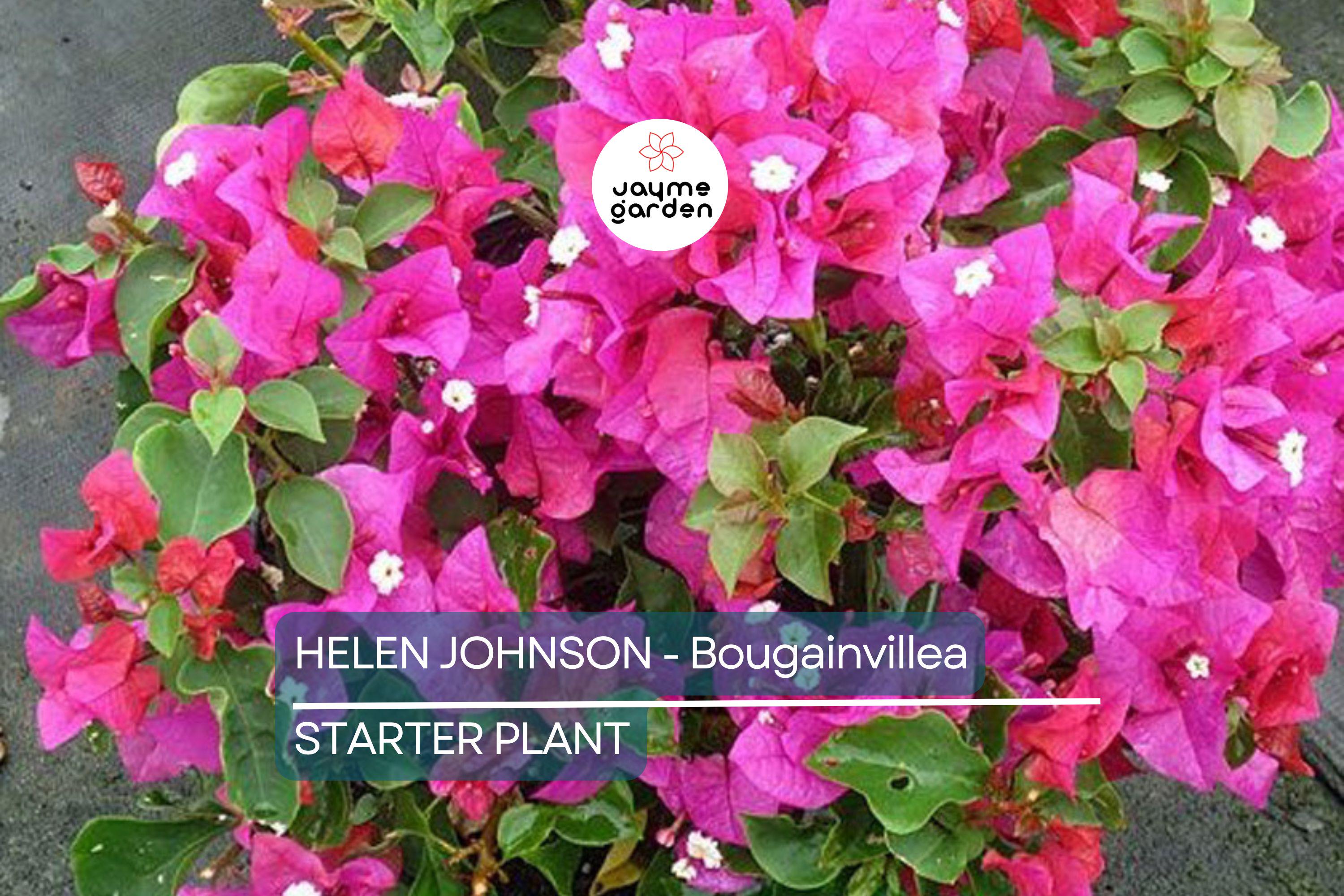 Helen Johnson Bougainvillea | Small Well-Rooted Starter Plant | Tropical Beauty for Indoor & Outdoor Gardens |