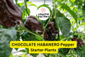 3 Chocolate Habanero Pepper Starter Plants - Super Hot Chili - Smoky & Spicy for Hot Sauce, Cooking, Garden Growing