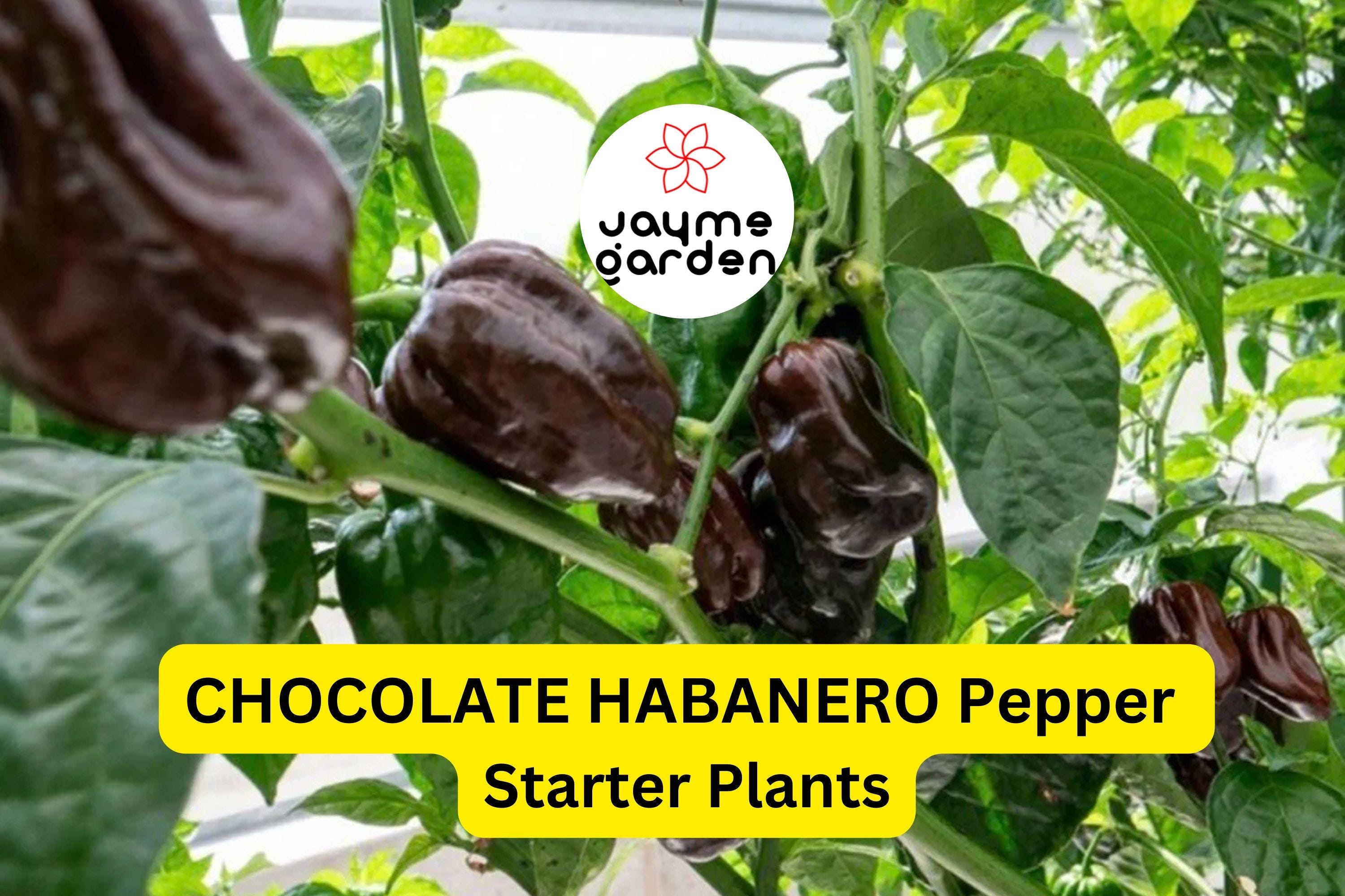 3 Chocolate Habanero Pepper Starter Plants - Super Hot Chili - Smoky & Spicy for Hot Sauce, Cooking, Garden Growing