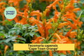 Tecomaria capensis ‘Cape Town Orange’ | Rooted Starter Plant | Cape Honeysuckle with Vibrant Orange Blooms