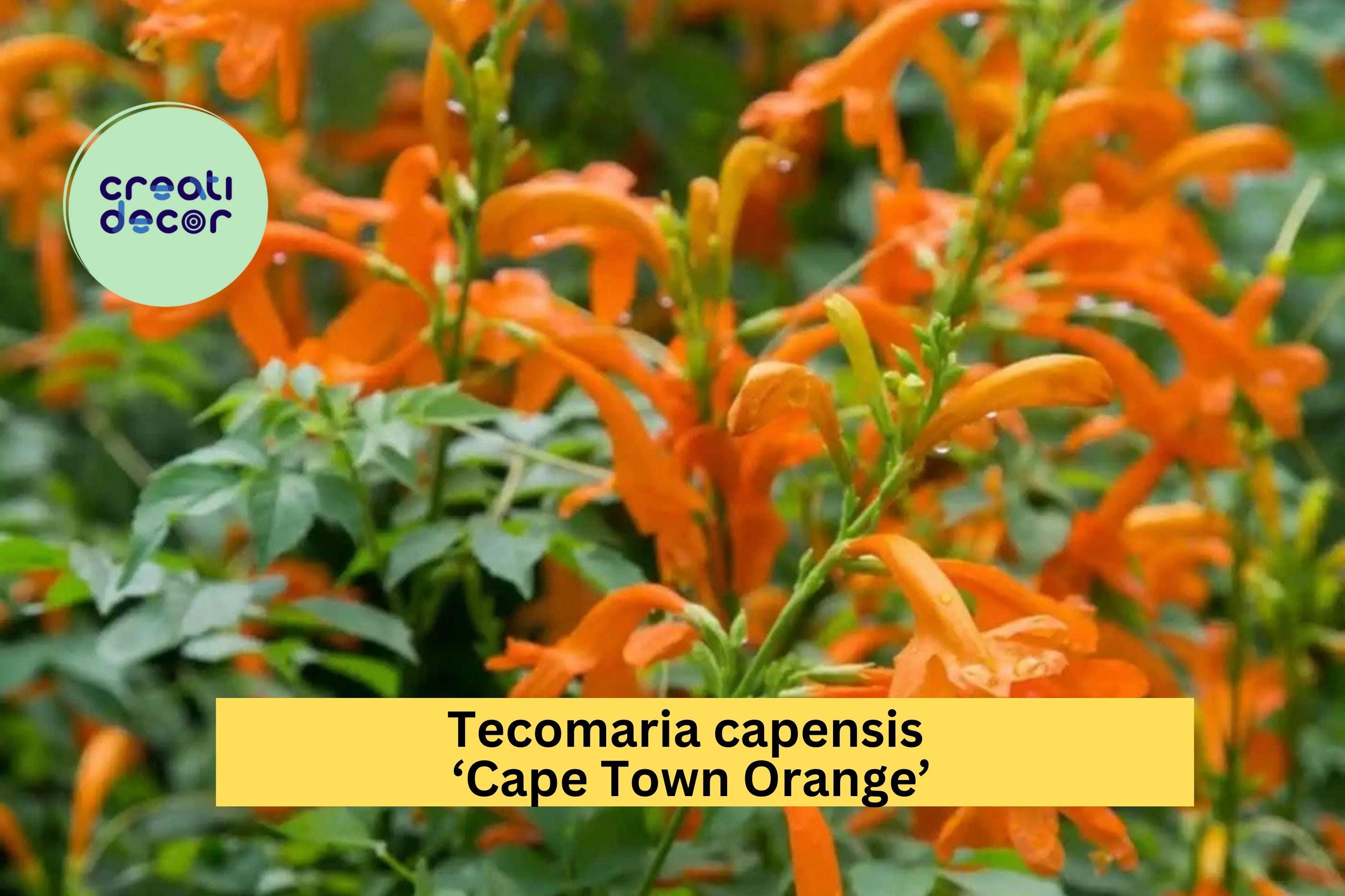 Tecomaria capensis ‘Cape Town Orange’ | Rooted Starter Plant | Cape Honeysuckle with Vibrant Orange Blooms