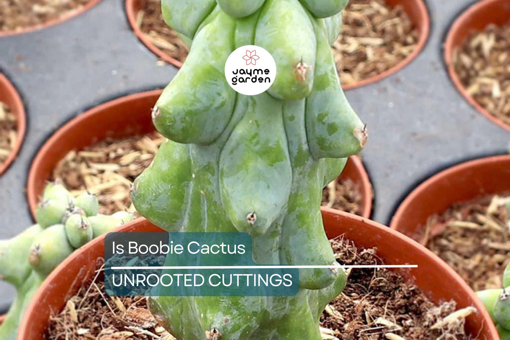 3" Ish Boobie Cactus Starter Plant - Unique Live Cactus Cutting - Add Heatpack/Insulation for Cold Weather