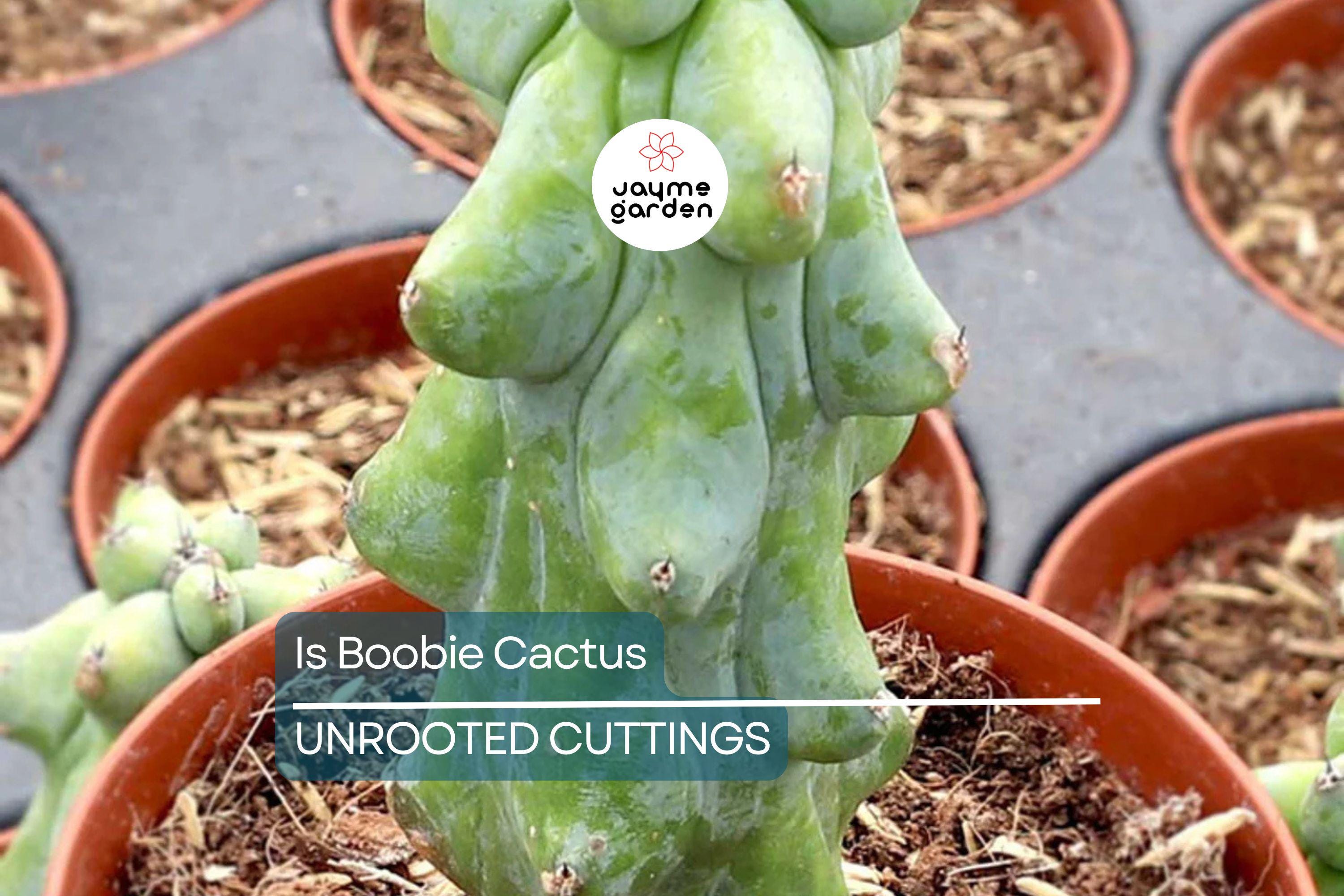 3" Ish Boobie Cactus Starter Plant - Unique Live Cactus Cutting - Add Heatpack/Insulation for Cold Weather