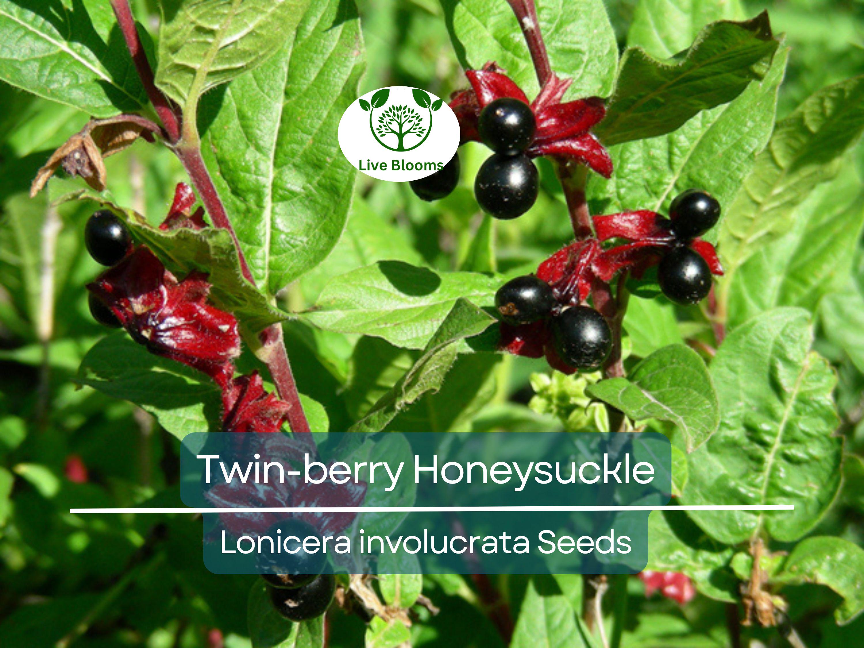 50 Twin-berry Honeysuckle Seeds (Lonicera involucrata) | Red Flower Vine Shrub, Hardy, Pollinator-Friendly, Fast-Growing