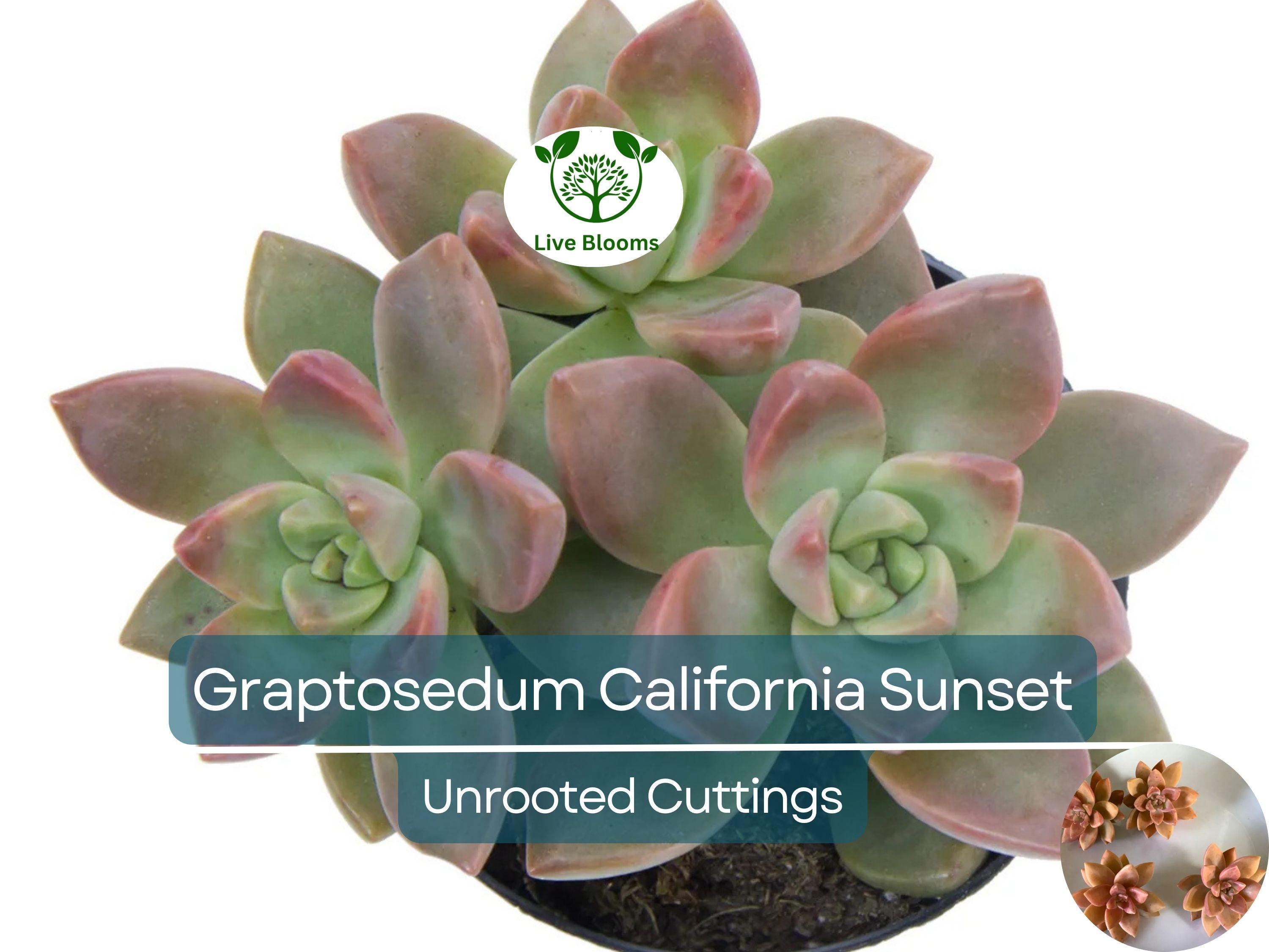 4 GraptoSedum "California Sunset" Unrooted Cuttings - 2-3” Succulent, Perfect for Propagation, Garden, Containers, and Indoor Decor