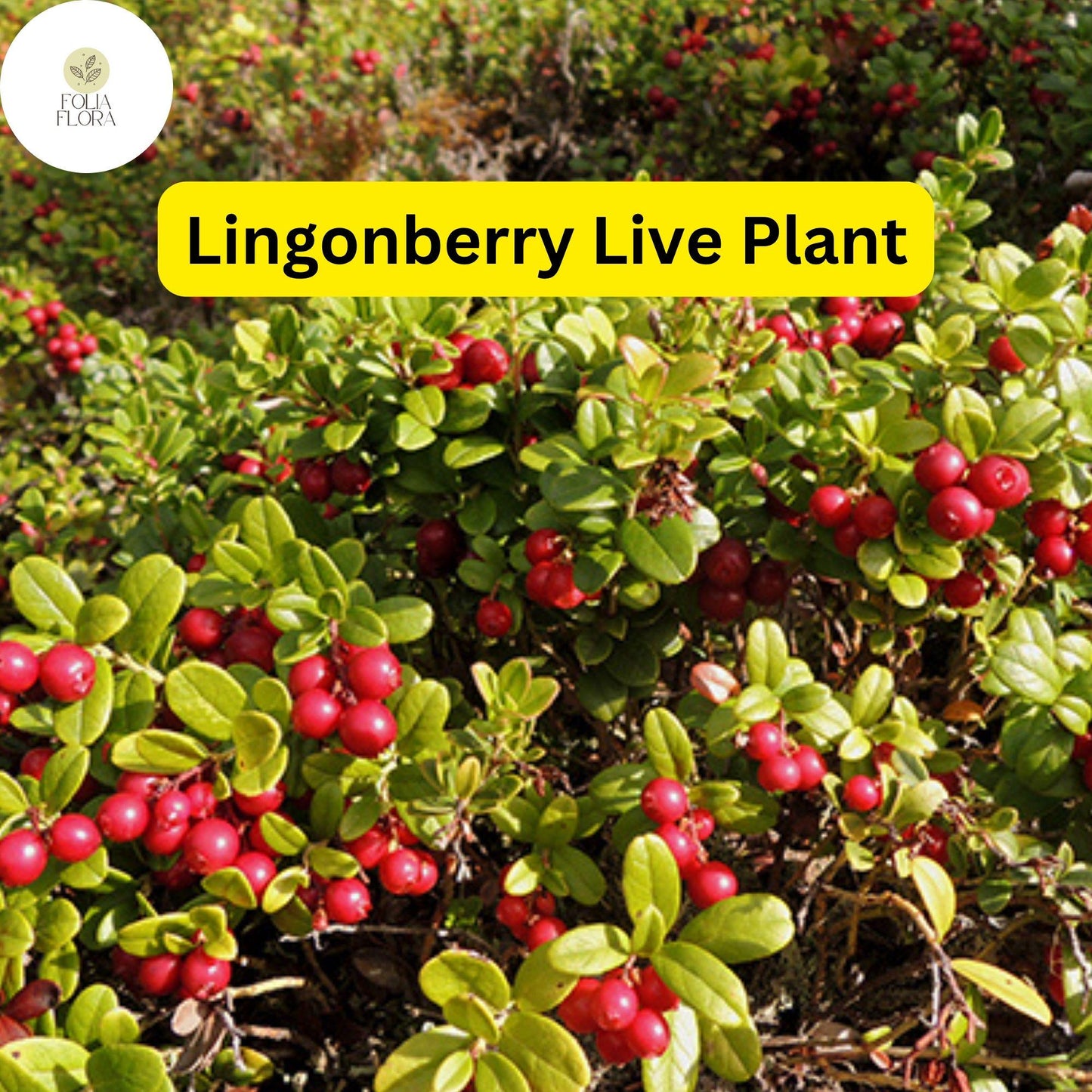 1 Live Lingonberry Plants, Vaccinium vitis-idaea, Hardy Edible Ground Cover