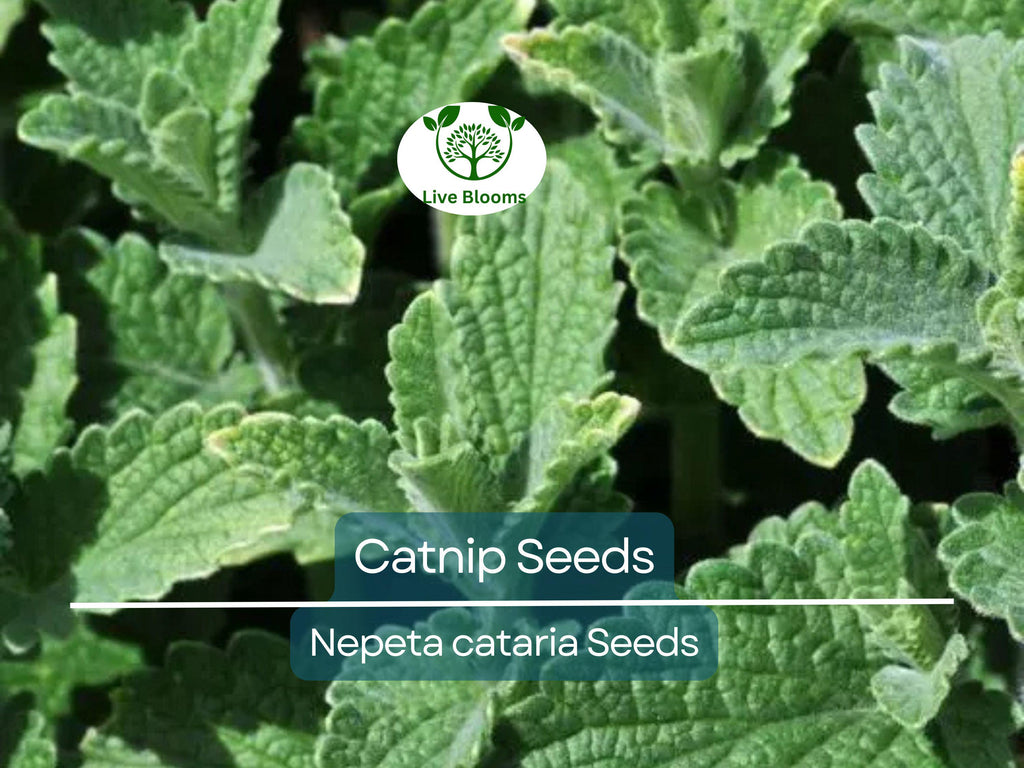 500 Catnip Seeds - Perennial Herb (Nepeta cataria), Non-GMO, Cat Lovers, Happy Kitty, Aromatic, Indoor/Outdoor Growing
