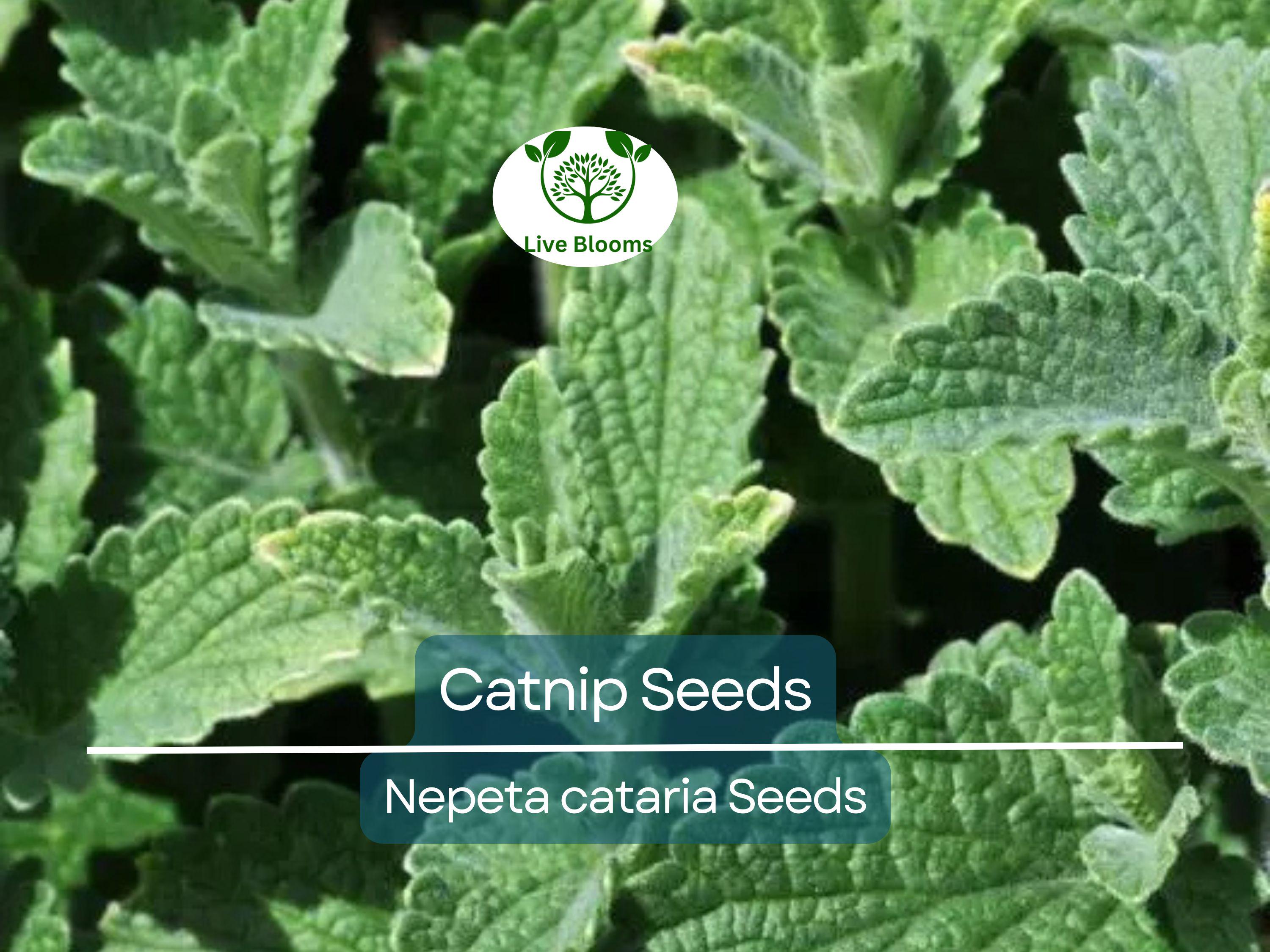 500 Catnip Seeds - Perennial Herb (Nepeta cataria), Non-GMO, Cat Lovers, Happy Kitty, Aromatic, Indoor/Outdoor Growing