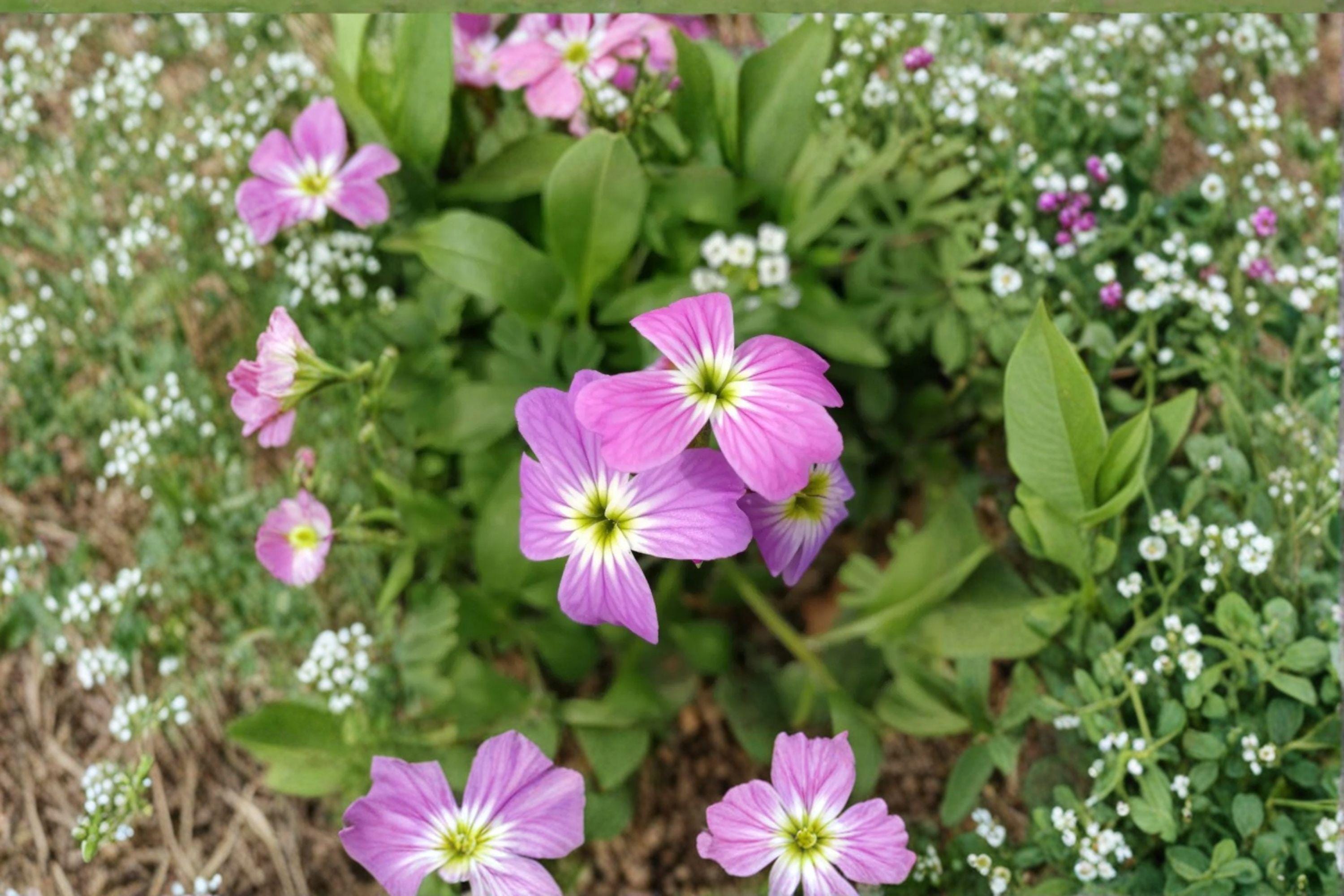 Virginia Stock – Malcolmia maritima Seeds | 100 Seeds | Colorful Spring Flower | Easy Cottage Garden Annual