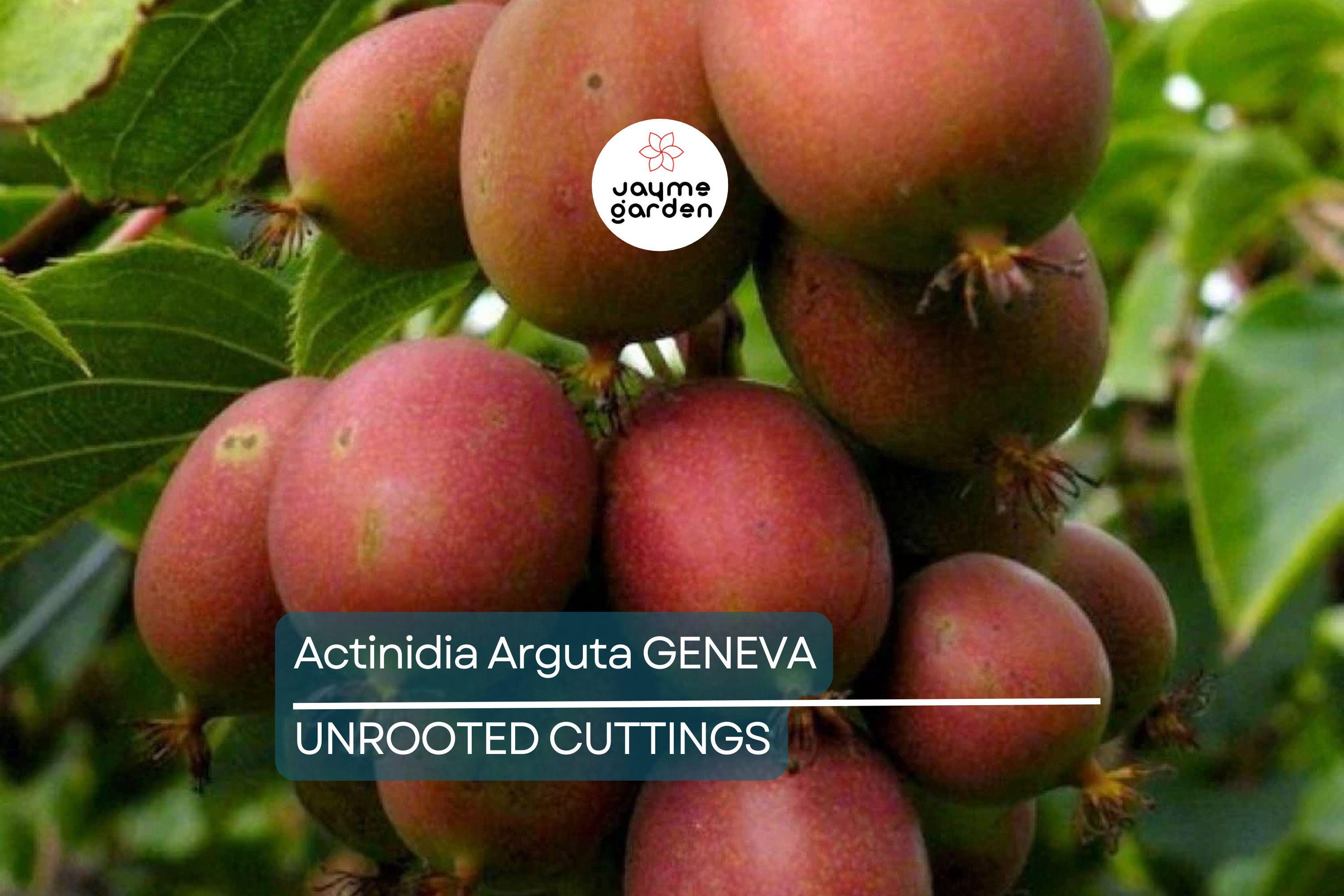 10 Hardy Kiwi Geneva Female Cuttings | Organic Actinidia Arguta | Grow Your Own Tropical Fruit | Root Yourself