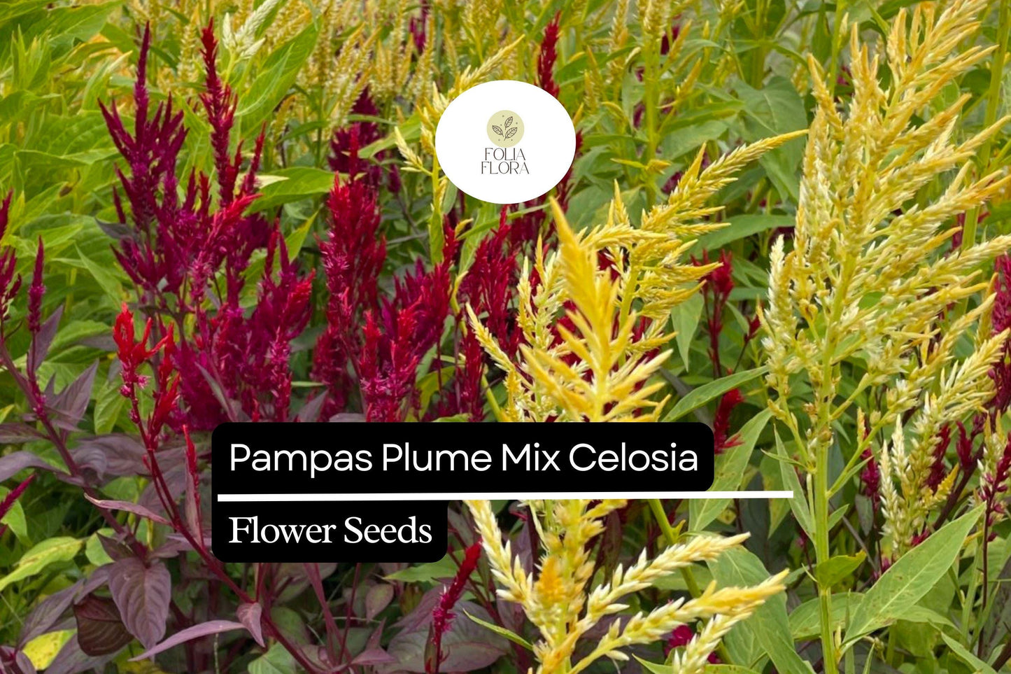Pampas Plume Mix Celosia (Celosia argentea) | 50-1000 Seeds – Colorful Feathery Plumes for Vibrant Gardens