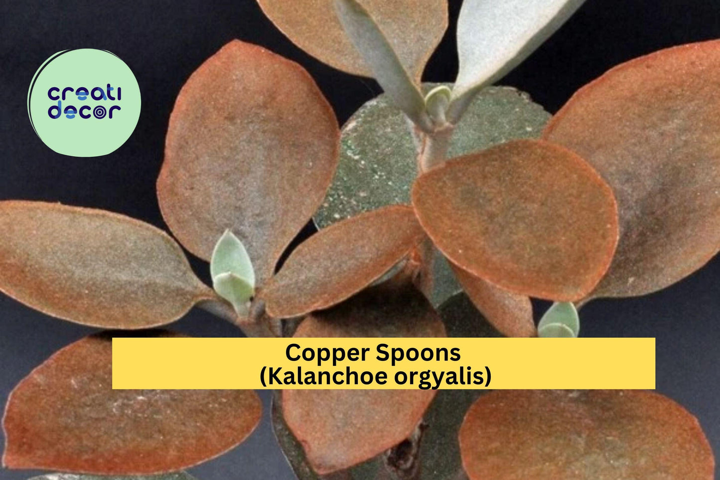 Copper Spoons (Kalanchoe orgyalis) – 7" Succulent Cutting – Easy Care Indoor Plant with Fuzzy Bronze Leaves, Live Cutting