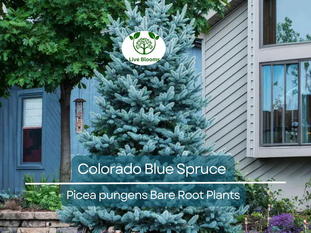 1 Colorado Blue Spruce Tree – Bare Root 9" Seedling – Pre-Bonsai or Landscape Starter – Hardy Evergreen – Zones 2–7
