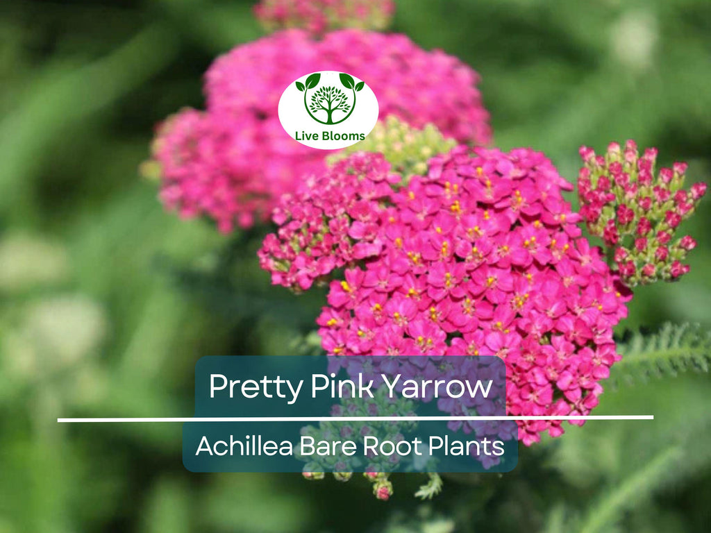 1 Pretty Pink Yarrow Live Plant - Achillea Millefolium Bare Root Perennial - Drought Tolerant Pollinator Garden Flower