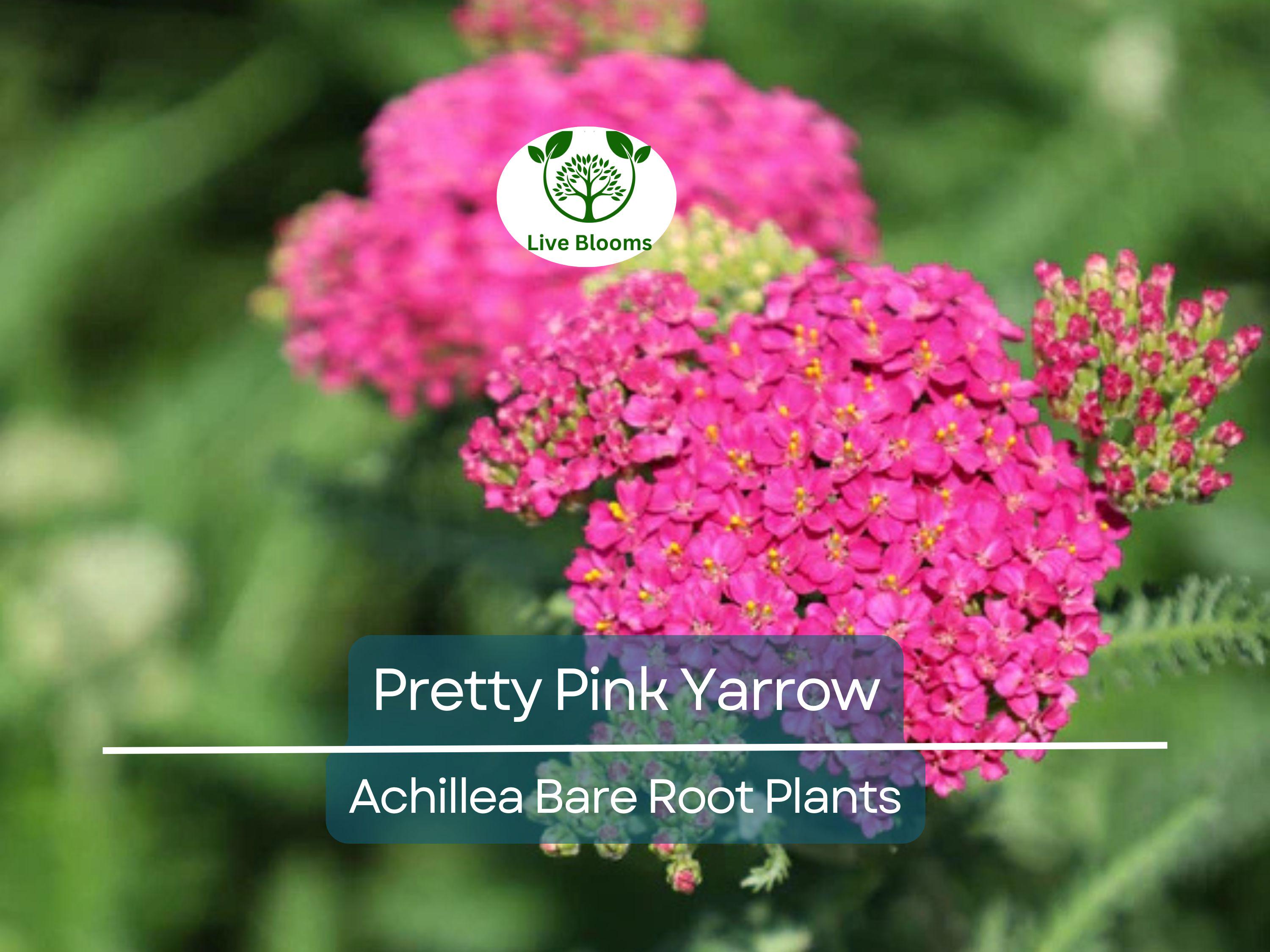 1 Pretty Pink Yarrow Live Plant - Achillea Millefolium Bare Root Perennial - Drought Tolerant Pollinator Garden Flower