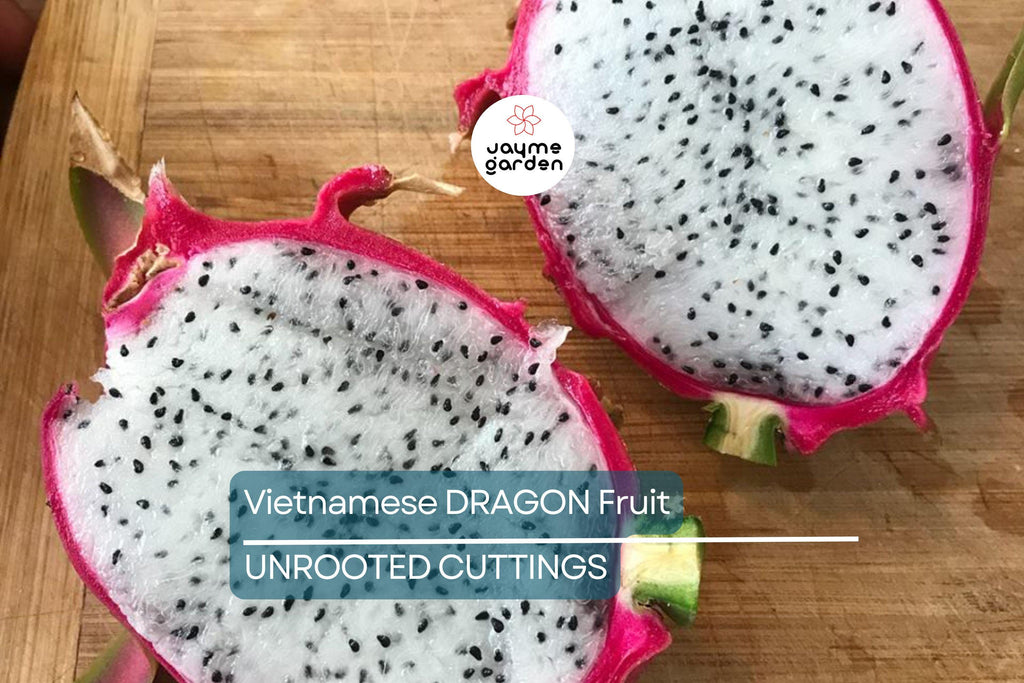 4 Vietnamese Dragon Fruit Cuttings - White Flesh, Self-Pollinating - 6-8” Tall, Easy to Grow, Perfect for Containers