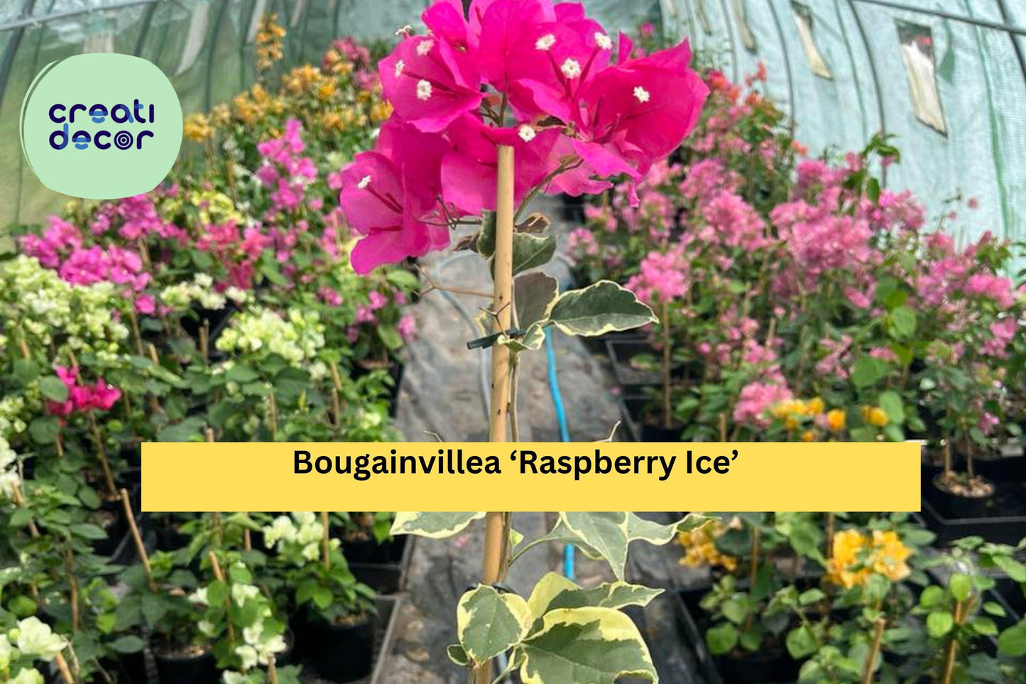 Bougainvillea ‘Raspberry Ice’ Live Plant – Rooted 3” Plug, Variegated Foliage with Pink Bracts, Tropical Flowering Vine for Garden or Patio