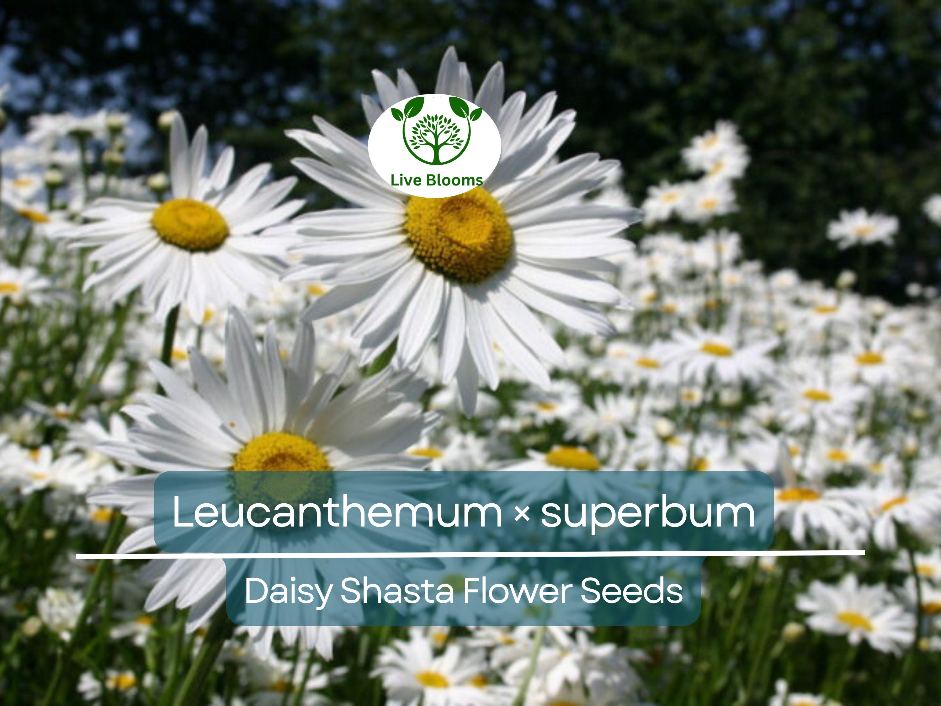 100 Seeds Daisy Shasta (Leucanthemum × superbum) - White Perennial Flower for Planting, Landscaping, Easy to Grow, Pollinator-Friendly
