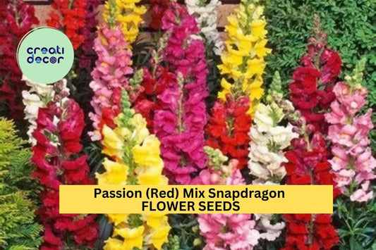 1000+ Passion Red Snapdragon Seeds – Bold Red Bloom Spikes for Garden Planting, Tall Pollinator-Friendly Flowers for Borders – USA