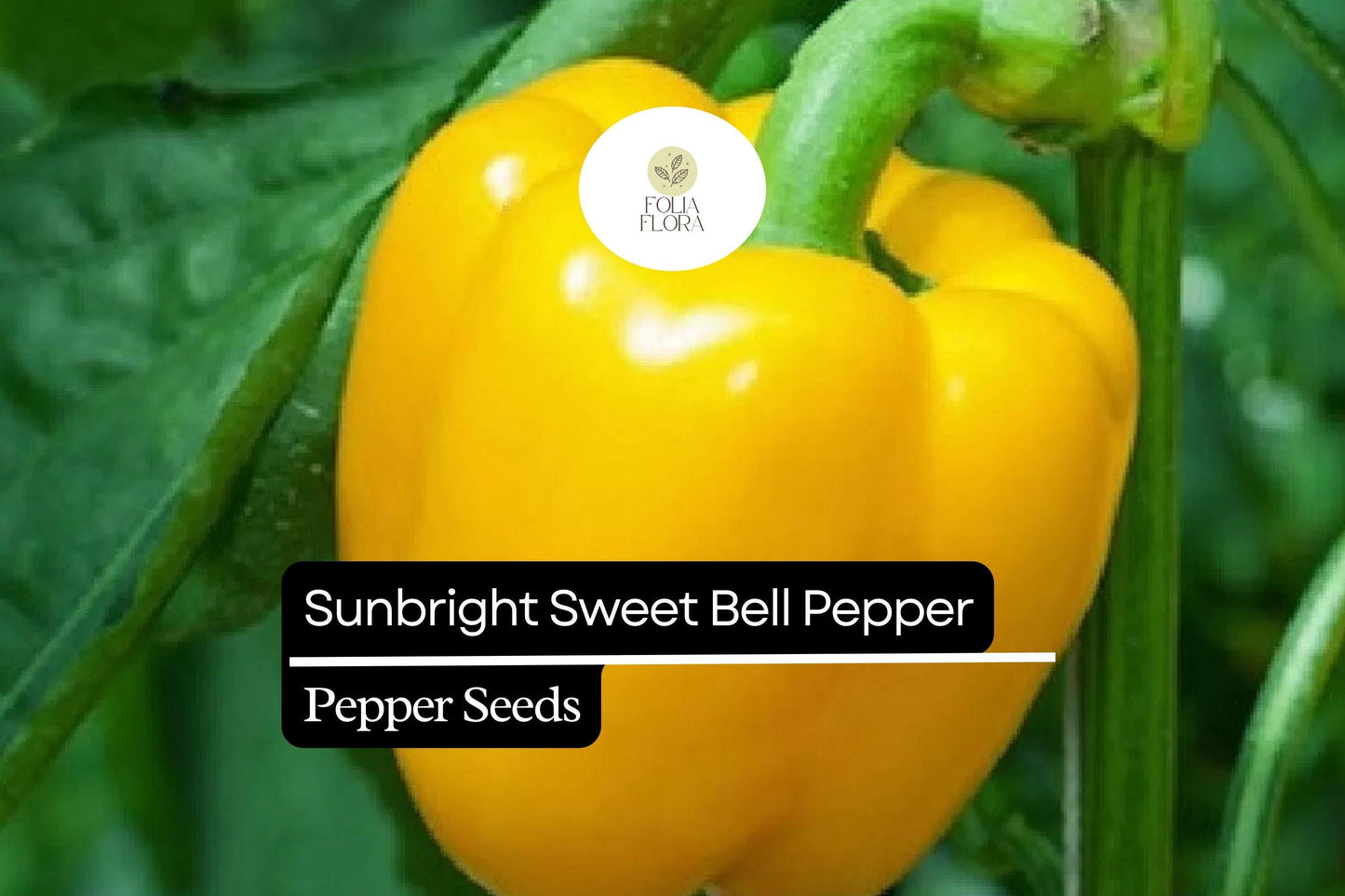 20 Sunbright Sweet Bell Pepper Seeds – Capsicum annuum – Yellow Bell Pepper, Non-GMO, Heirloom, Mild & Sweet Flavor