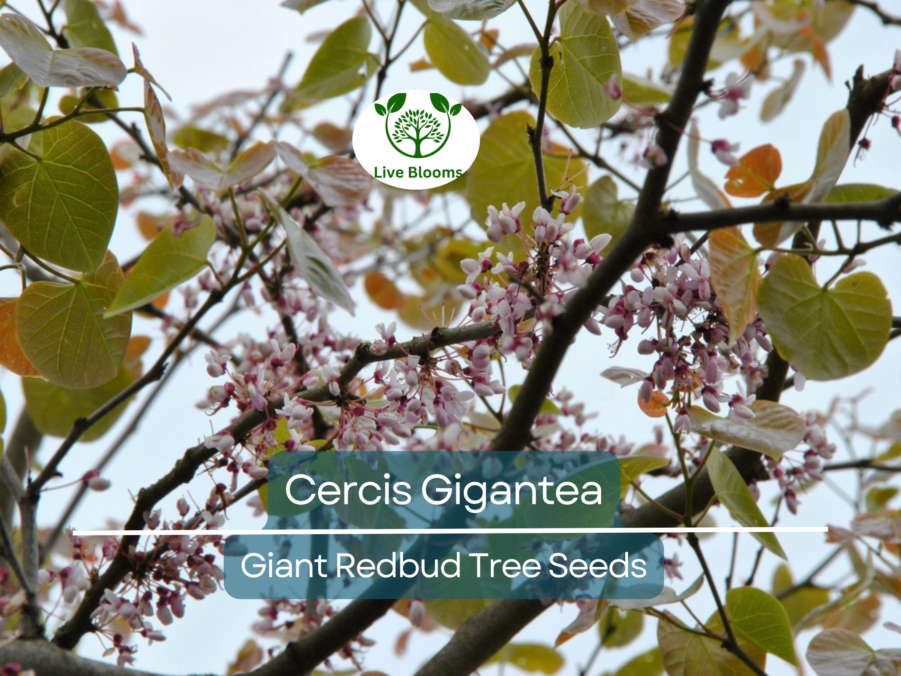 10 Seeds Cercis Gigantea (Giant Redbud) for Planting - Unique Tree for Landscaping, Gardens, & Bonsai - Beautiful Flowering Tree Seeds