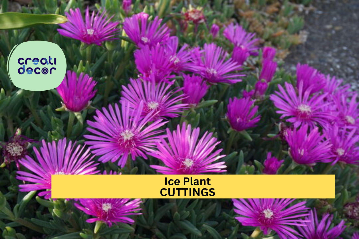 5 Magenta Ice Plant Cuttings | Delosperma Cooperi | Hardy Ground Cover | Drought Tolerant | Bright Blooming Succulent