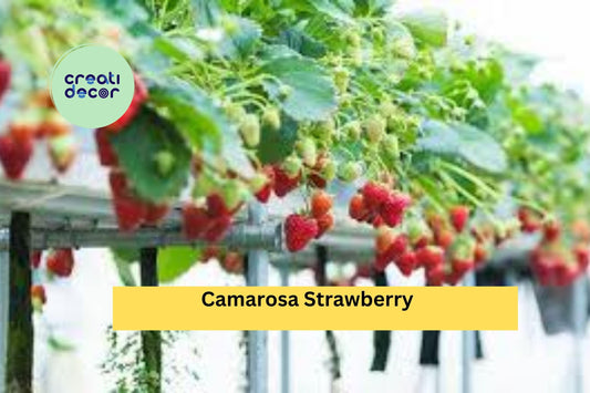 Camarosa June-Bearing Strawberry Plants | 10 Live Bare Root Starters | NON-GMO Strawberry Variety for Home Garden & Fruit Harvest