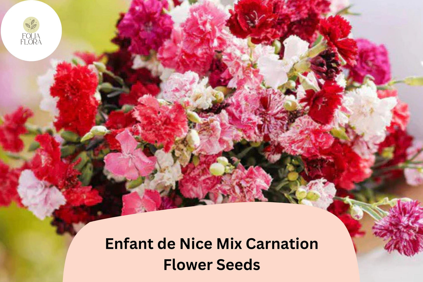200+ Enfant de Nice Mix Carnation Seeds: Fragrant Cut Flowers, Colorful Garden Blooms, Easy to Grow Perennial Variety