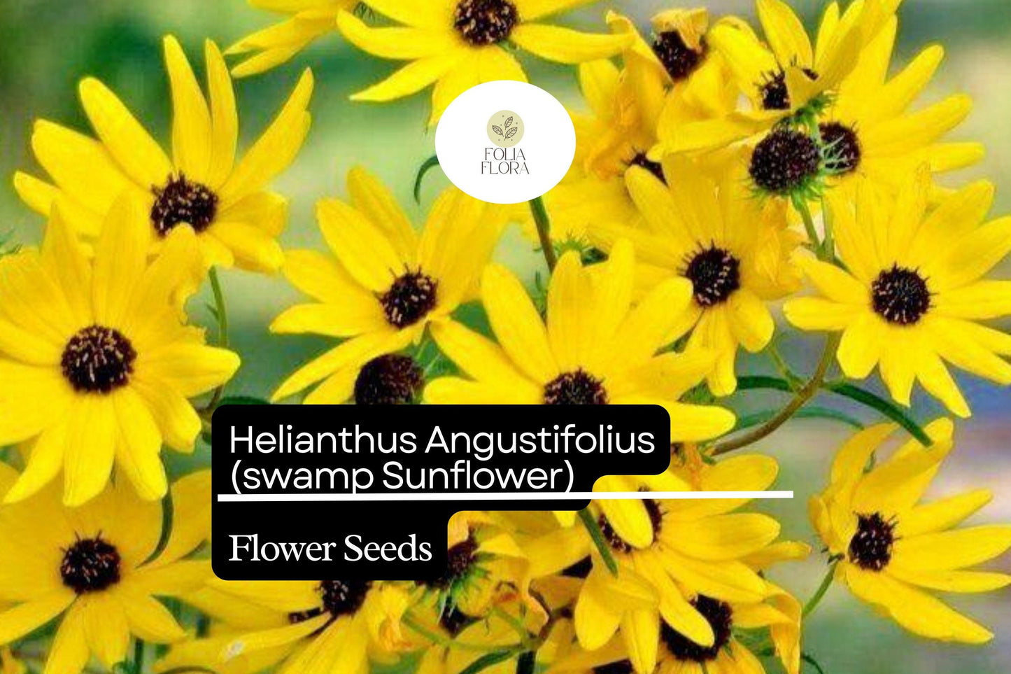100 Seeds Swamp Sunflower | Helianthus angustifolius | Bright Native Wildflower, Pollinator Magnet, Easy to Grow, Non-GMO