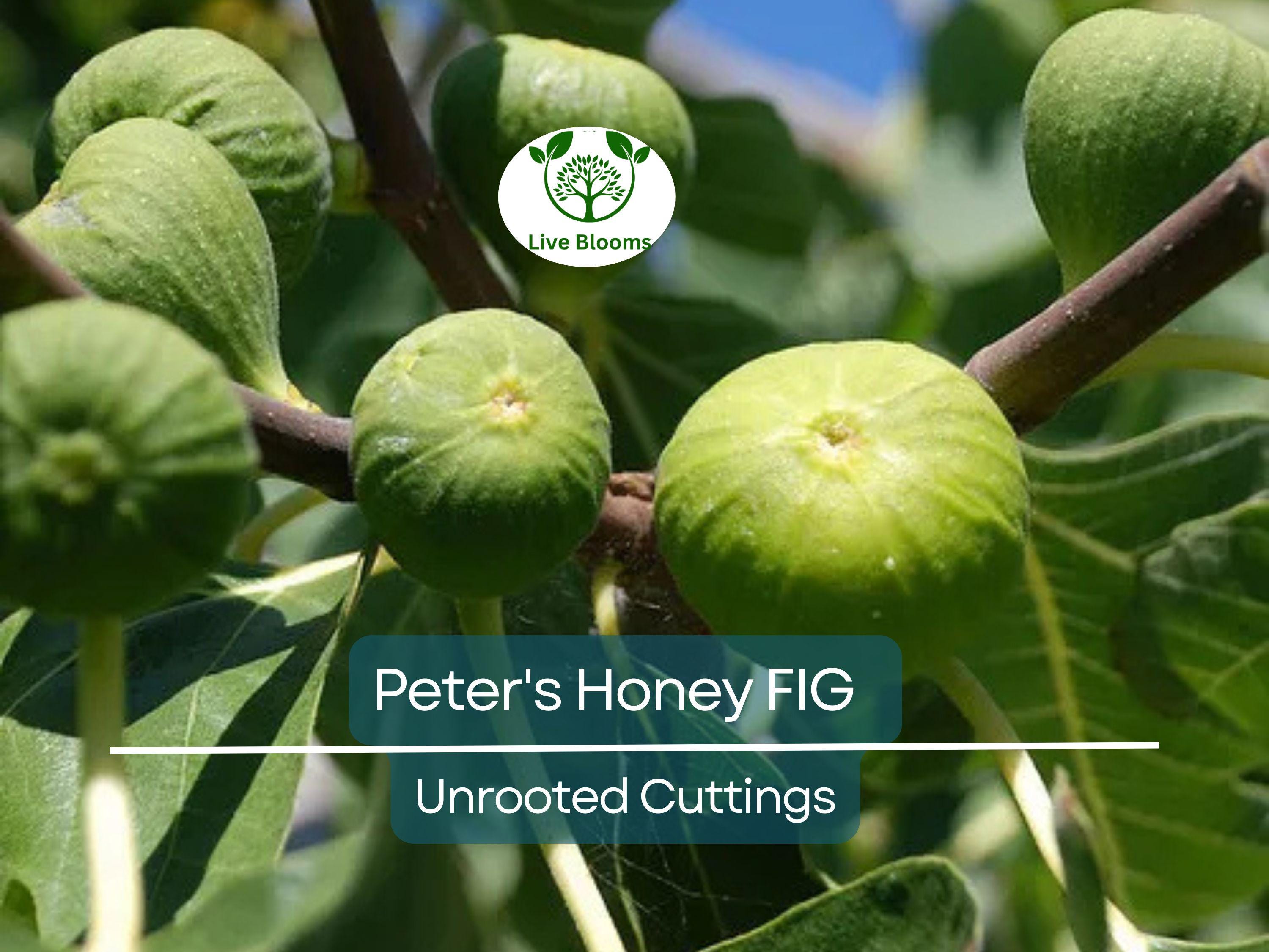 2 Peter's Honey Fig Cuttings/Scions 6" or Longer, 3+ Nodes, Fresh Cut - Ficus carica, Sweet Honey Fig