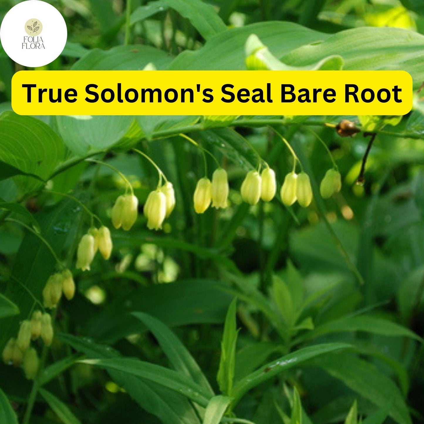 10 True Solomon's Seal Plants (Polygonatum biflorum) - Bare Root