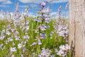 Slender Beardtongue Seeds – Penstemon gracilis | 100 Seeds | Native Purple Wildflower for Pollinator & Prairie Gardens