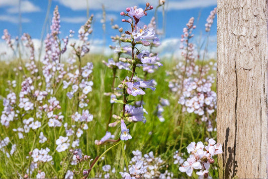 Slender Beardtongue Seeds – Penstemon gracilis | 100 Seeds | Native Purple Wildflower for Pollinator & Prairie Gardens