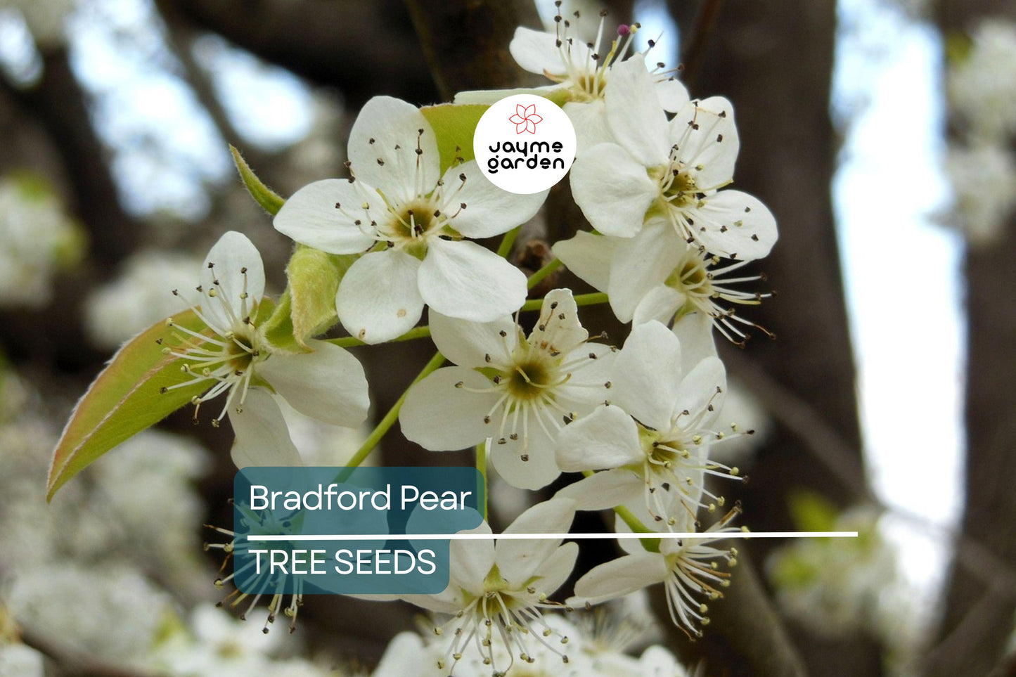 20 Bradford Pear Tree Seeds (Pyrus calleryana) – Fast Growing, 50ft Ornamental, Cold Hardy to Zone 4