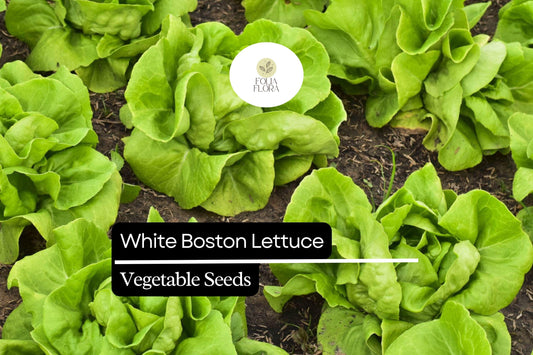 1000 White Boston Buttercrunch Lettuce Seeds – Lactuca sativa – Heirloom, Tender & Buttery, Heat-Tolerant