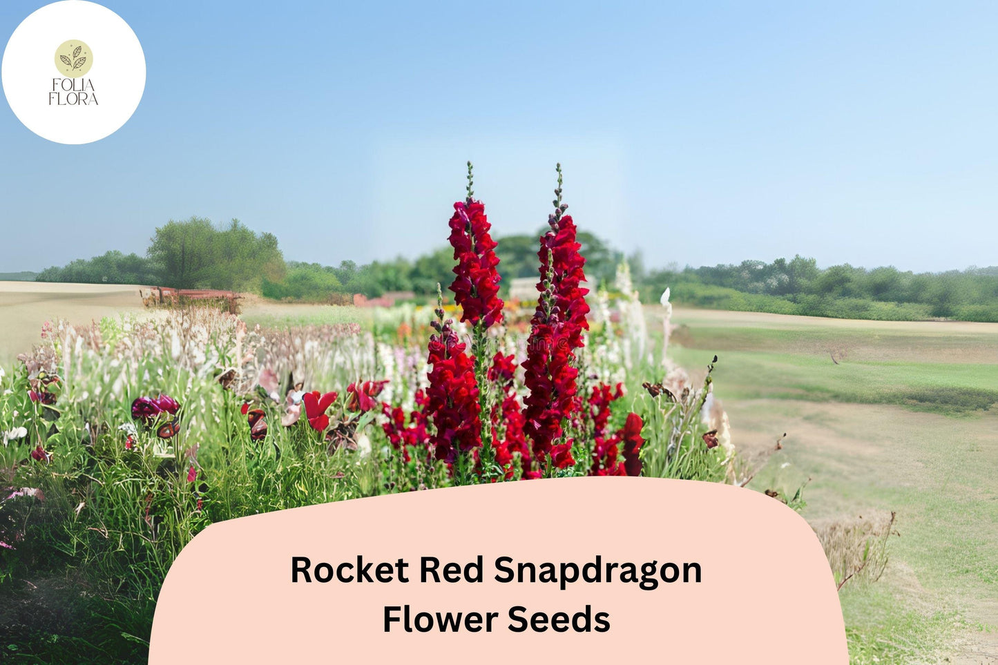 Antirrhinum majus Rocket Red Snapdragon Seeds – 1000+ Bold Red Blooms for Garden & Cut Flowers