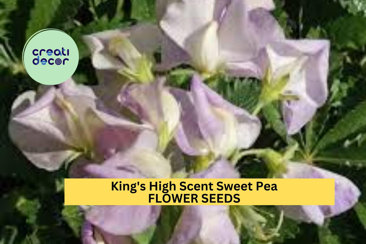50+ King's High Scent Sweet Pea Seeds – Cream & Lavender Blooms with Exceptional Fragrance, Climbing Vines for Trellises – USA
