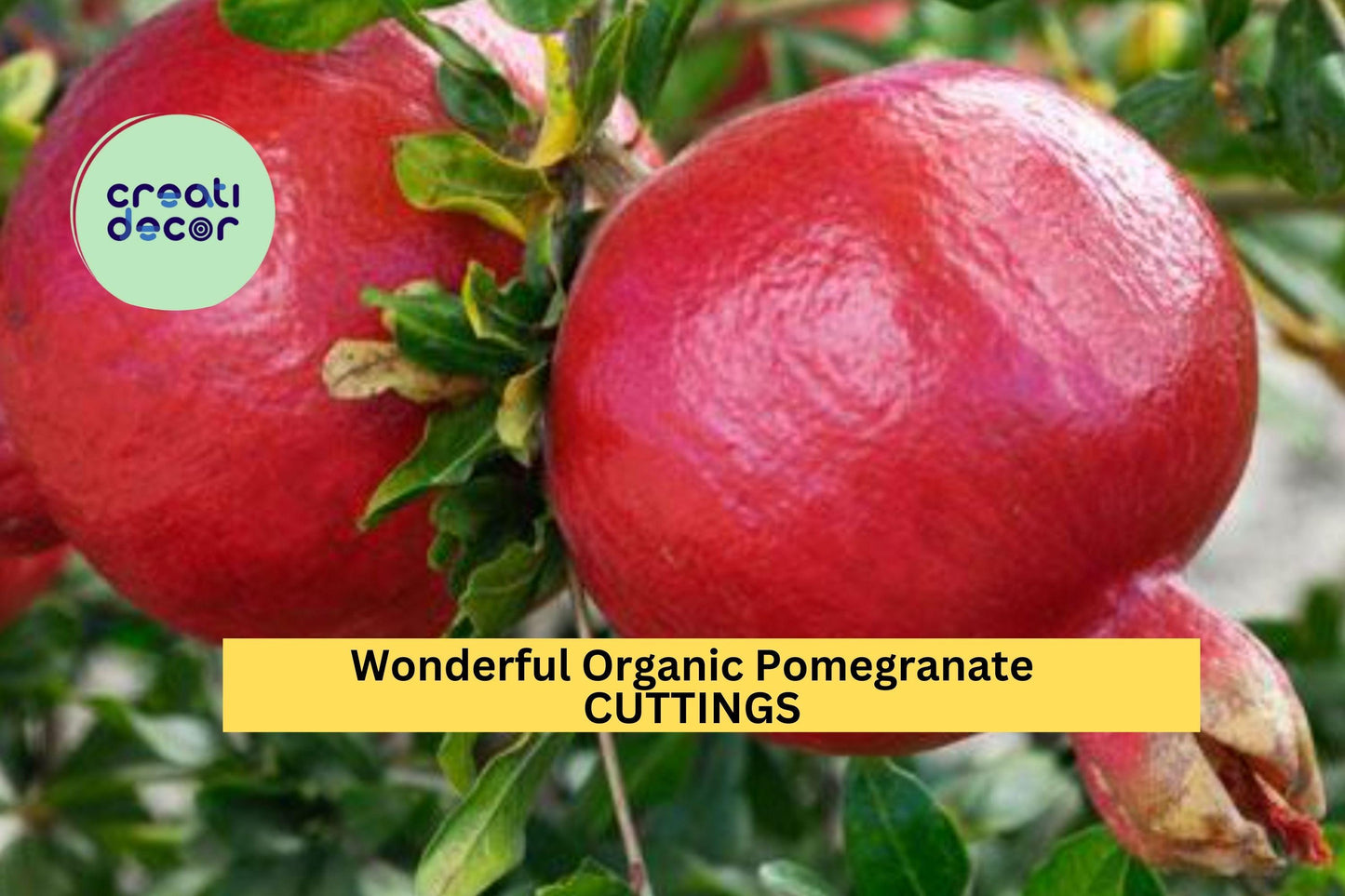 8 Wonderful Pomegranate Cuttings | Organic Punica Granatum Starters | 9"+ Unrooted Wood | Grow Fruit Trees in Garden or Pots