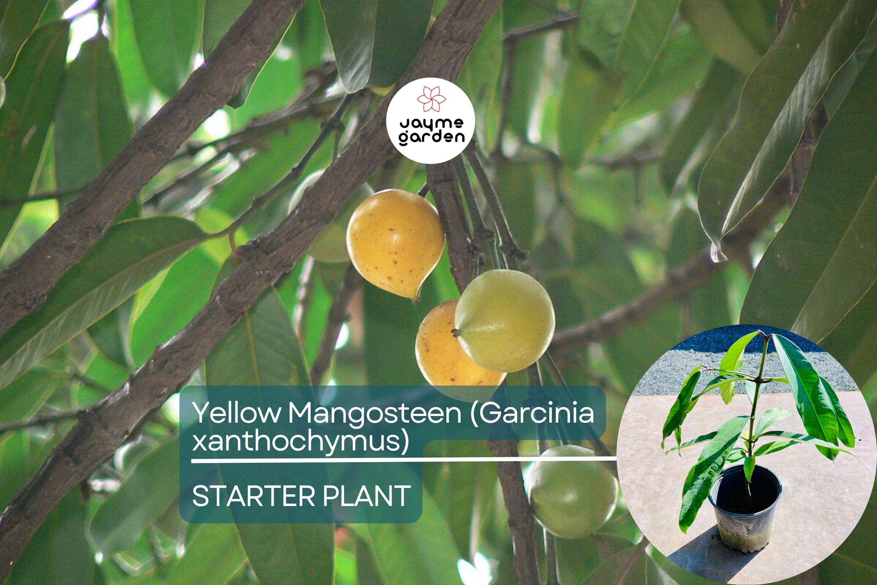Yellow Mangosteen (Garcinia xanthochymus) Live Fruit Tree 12"-24" - Tropical Evergreen with Delicious Exotic Fruits