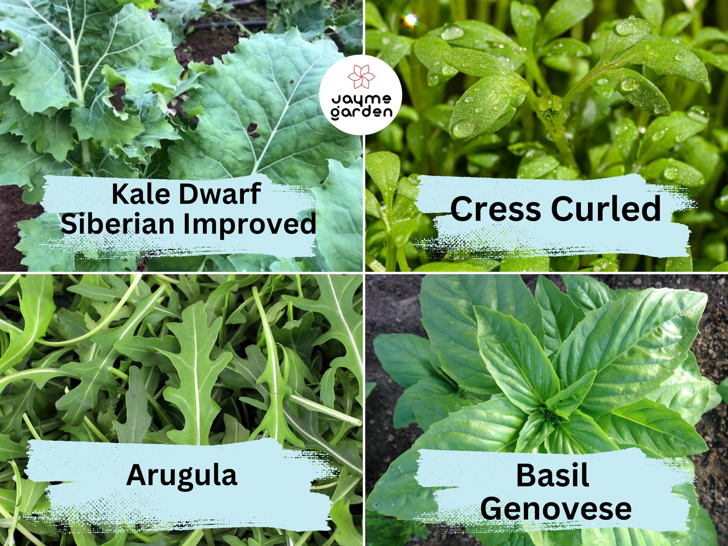 16 Vegetable & Herb Seeds Variety Pack - Heirloom Non-GMO (1g Each) - Kale, Basil, Broccoli, Dill, Pak Choi, And More for Gardening