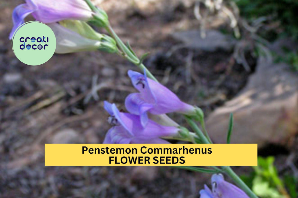 3pcs of 100mg Penstemon commarhenus Seeds – Dusky Beardtongue for Dry Native Gardens, Rocky Beds, or Pollinator Borders Seeds for Planting