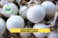 3pcs of 250mg Onion Blanco Duro Seeds – White Onion Vegetable Seeds for Planting – Crisp,Firm Bulbs Home Garden & Cooking Seeds for Planting